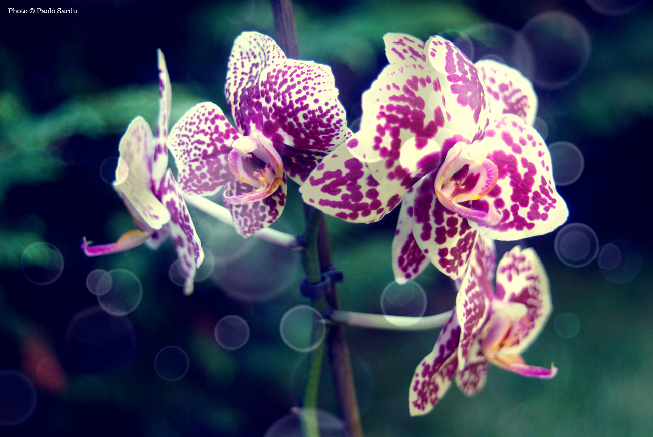 orchids 1