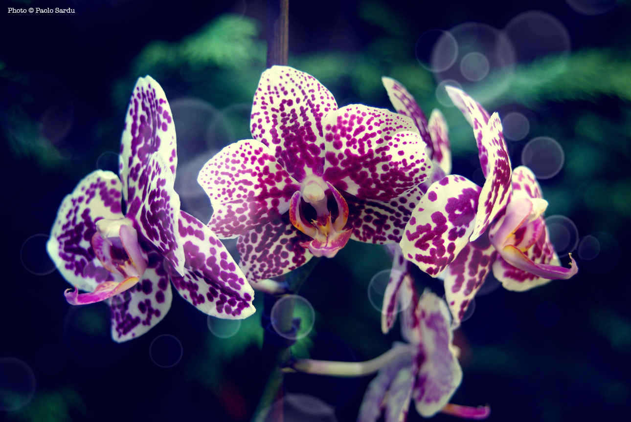 orchids 4